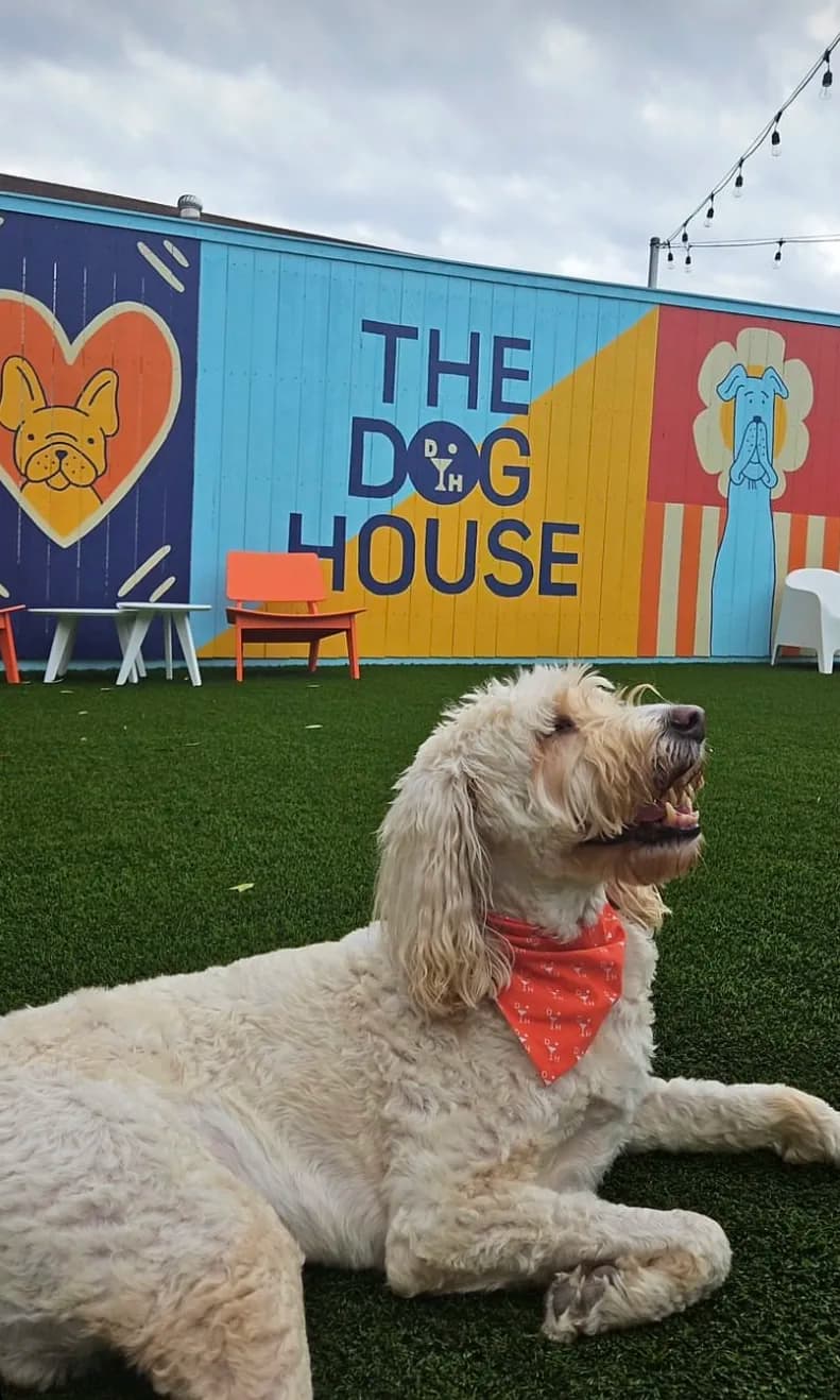 The Dog House